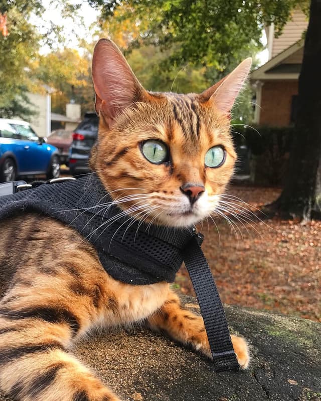 Bengal