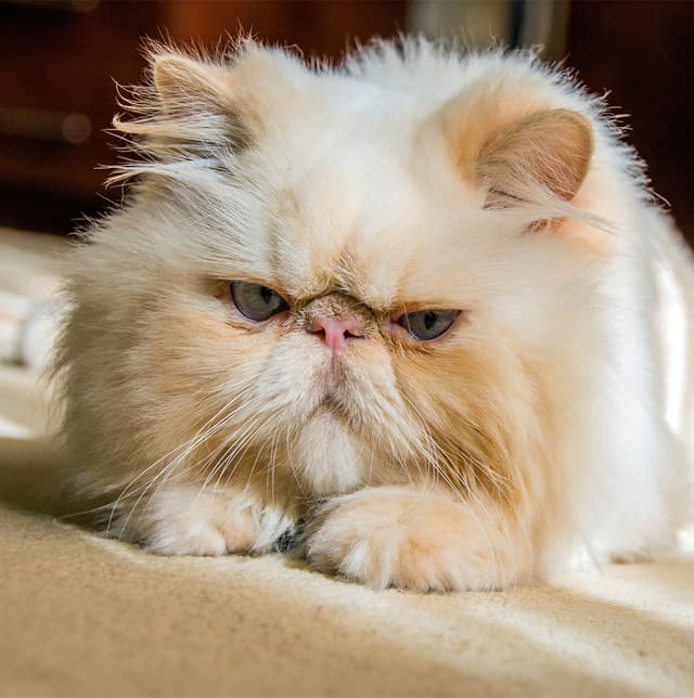Persian