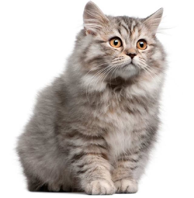 Siberian