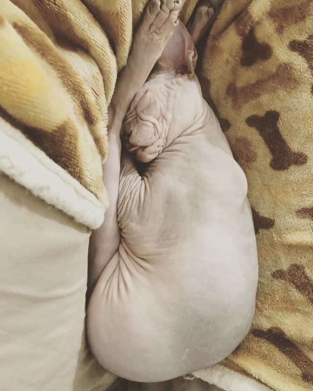 Sphynx