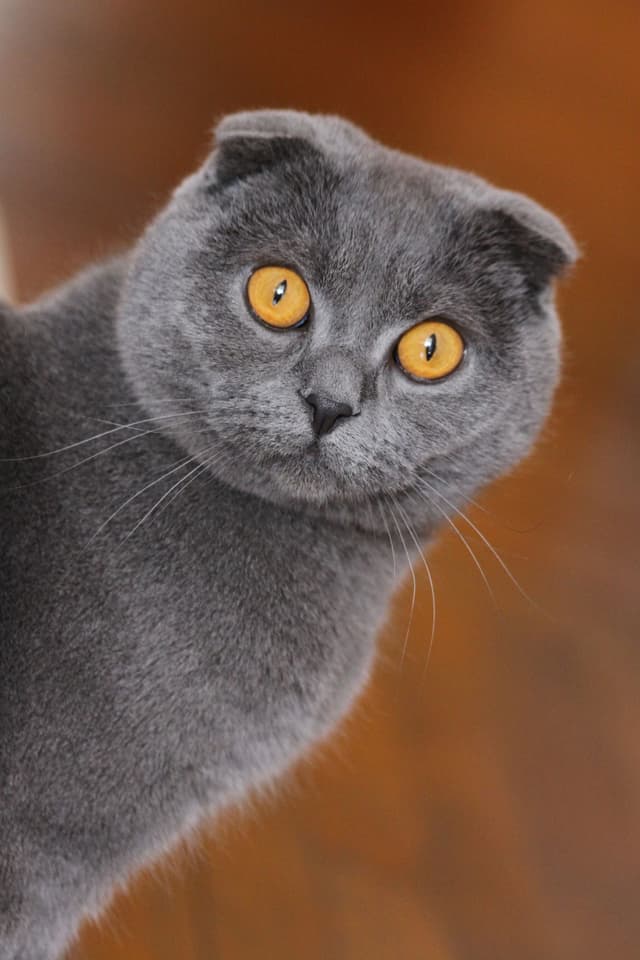 Scottish Fold