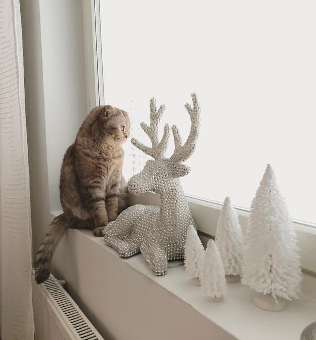 Scottish Fold