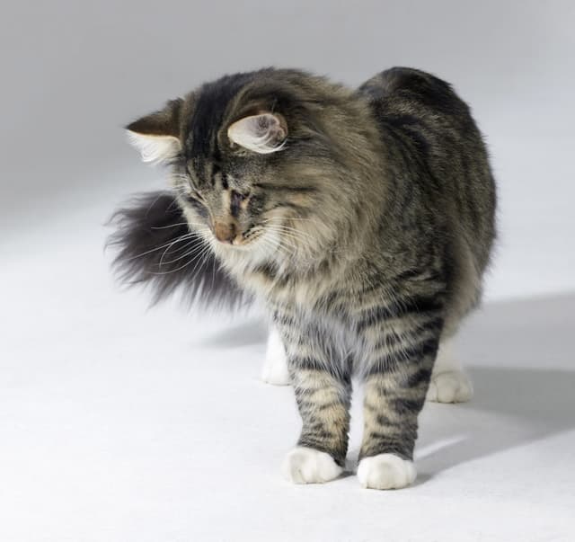 Norwegian Forest Cat