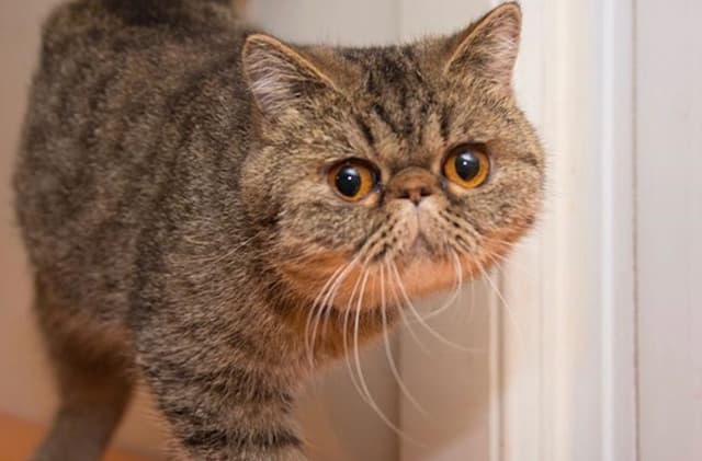Exotic Shorthair