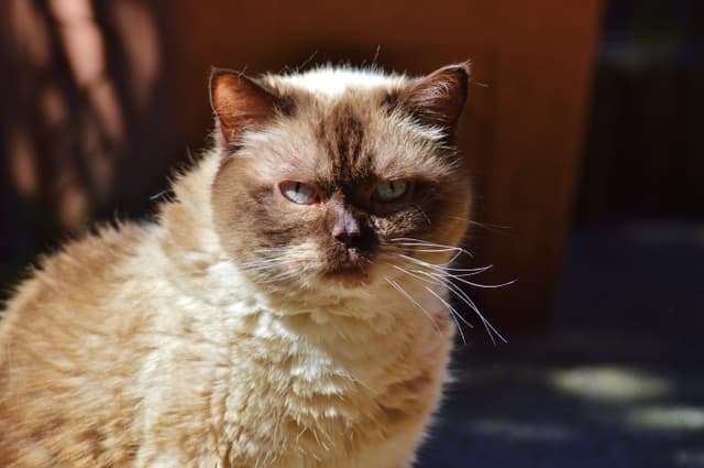 Himalayan