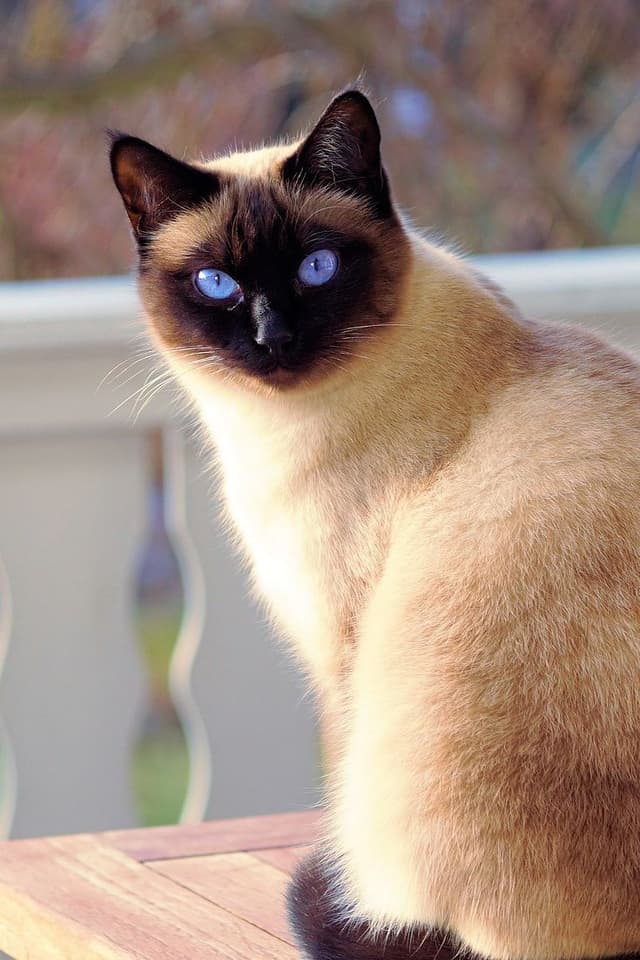 Siamese
