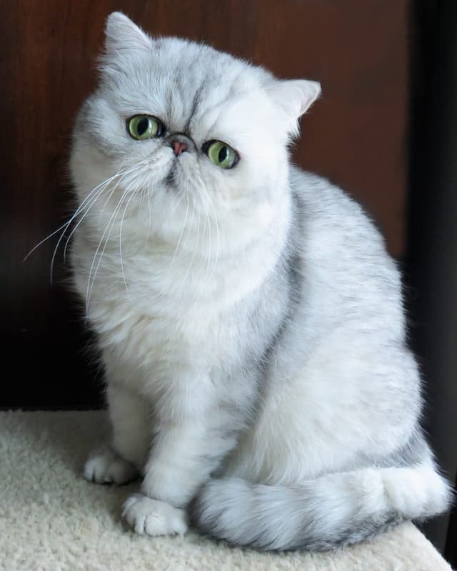 Exotic Shorthair