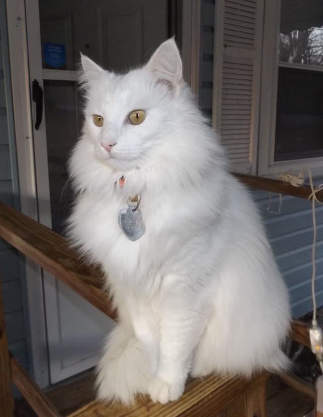 Turkish Angora