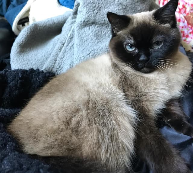 Siamese