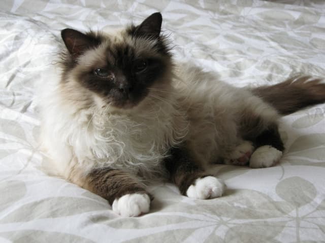 Birman