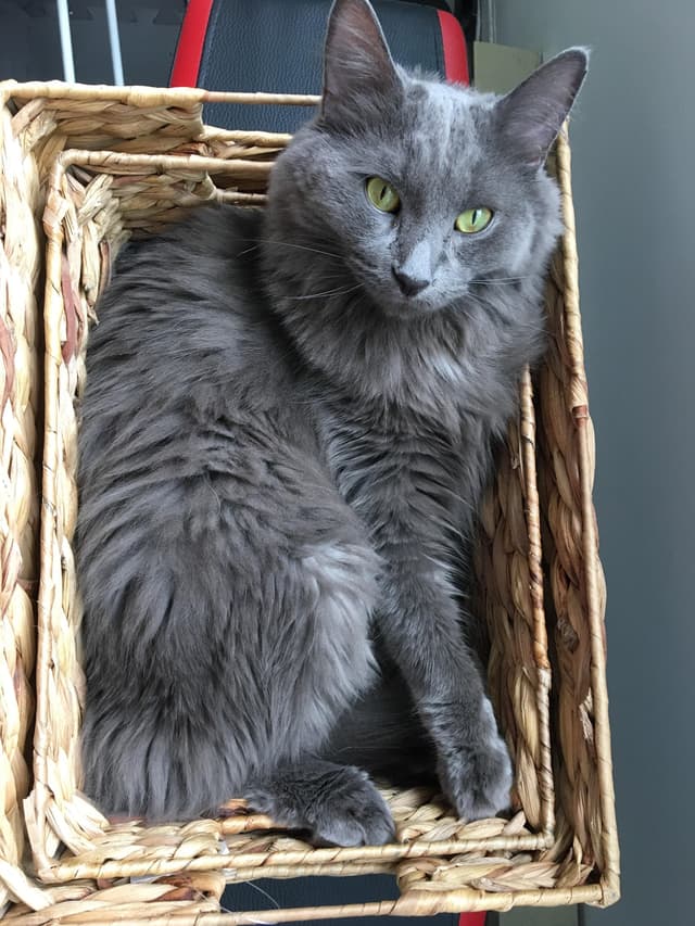 Nebelung