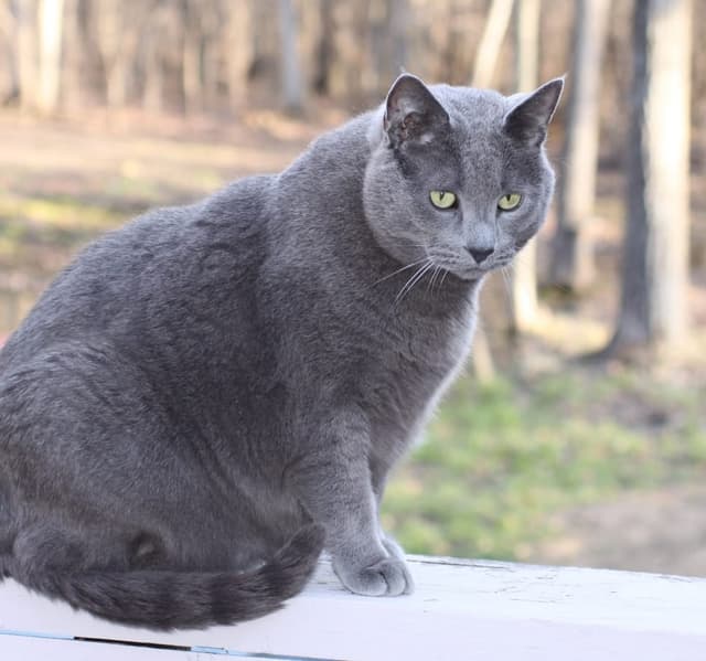 Russian Blue