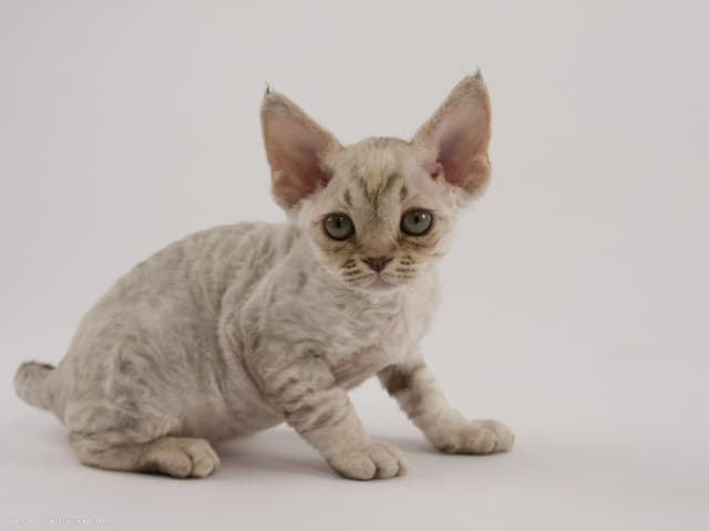 Devon Rex