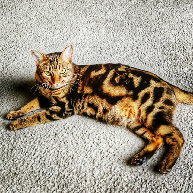 Cheetoh