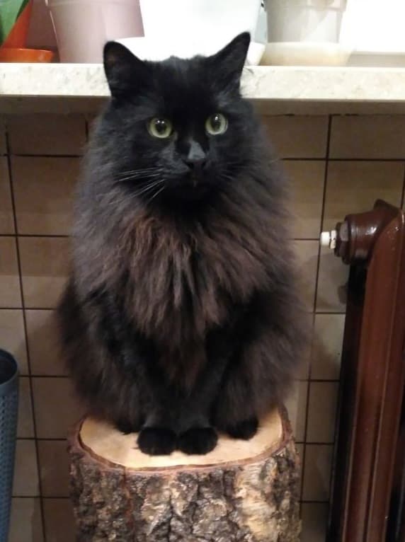 Siberian