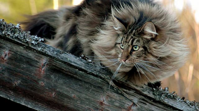 Norwegian Forest Cat