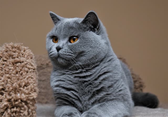 British Shorthair