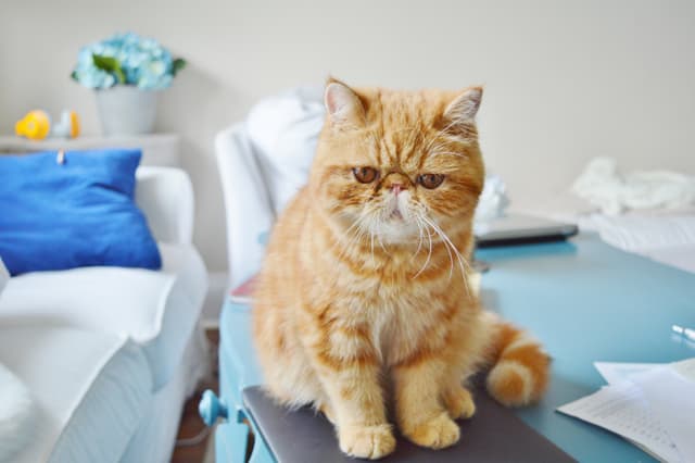 Exotic Shorthair
