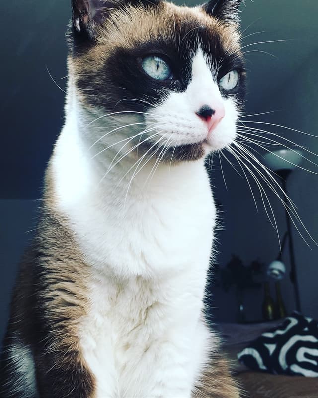 Snowshoe