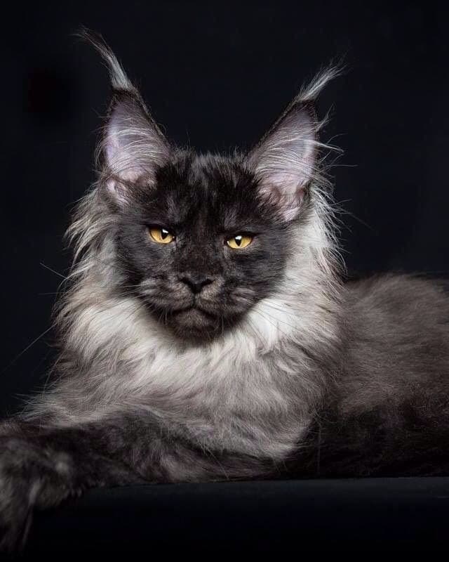 Maine Coon