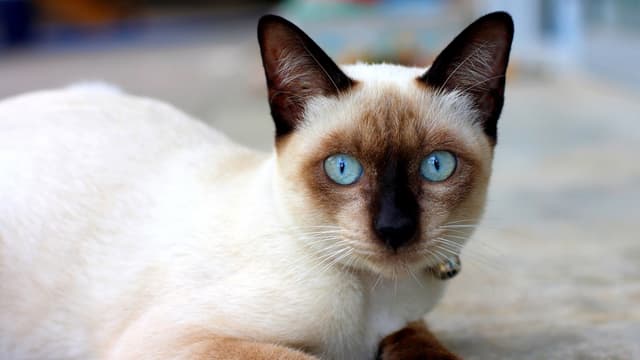 Siamese