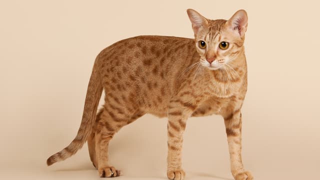 Ocicat