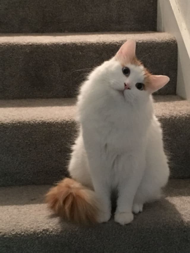 Turkish Van