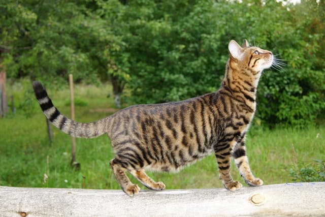 Toyger