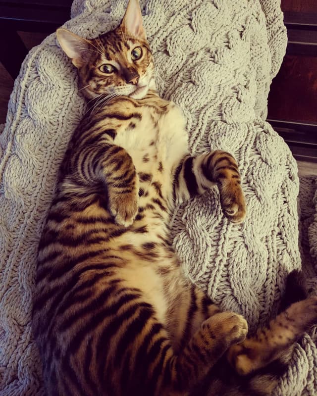 Toyger