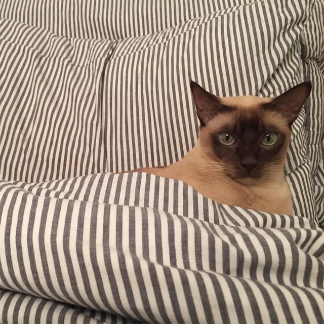 Tonkinese