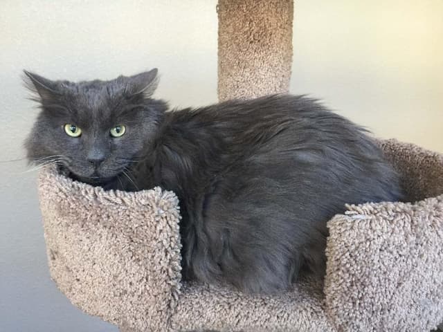 Nebelung