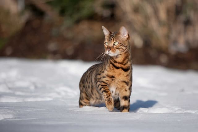 Bengal