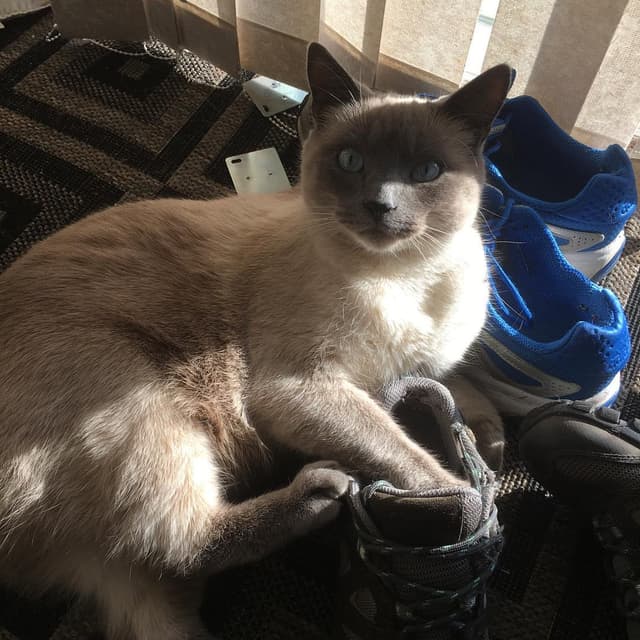 Siamese