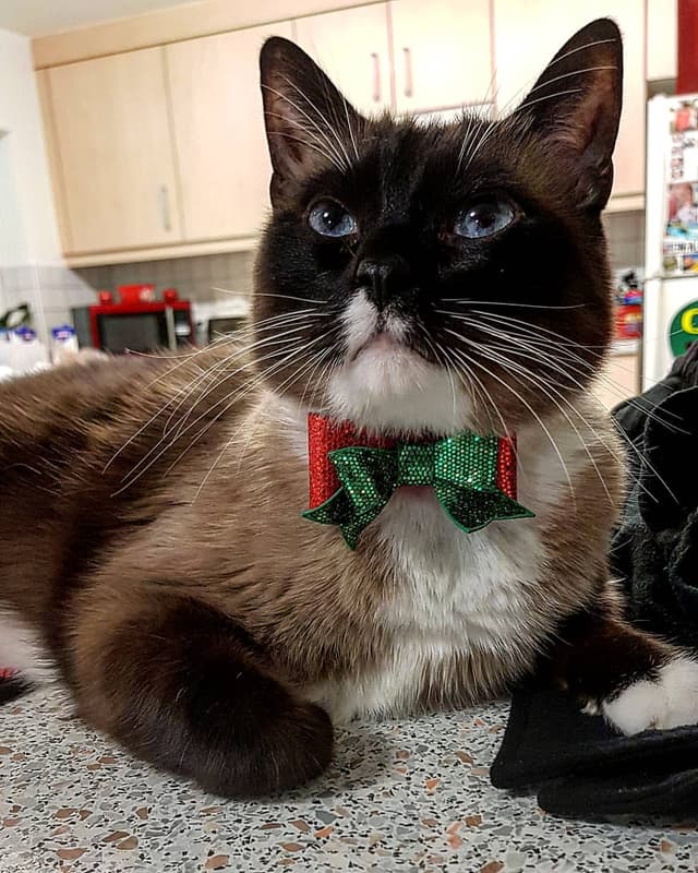 Siamese