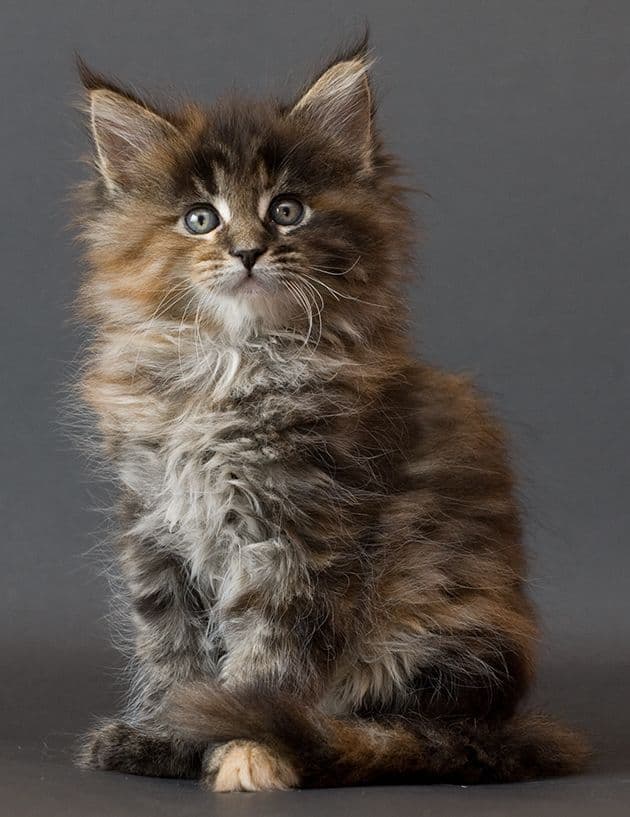 Maine Coon