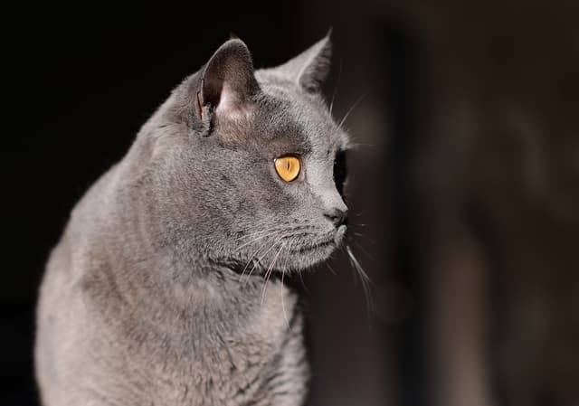 Chartreux