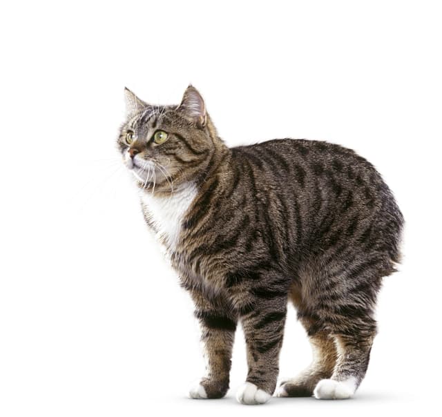 Manx