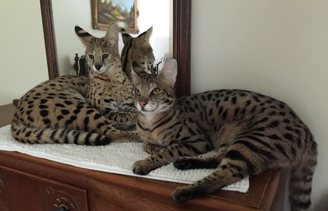 Savannah