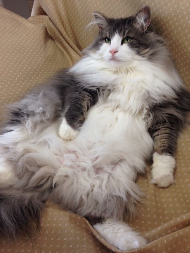 Norwegian Forest Cat