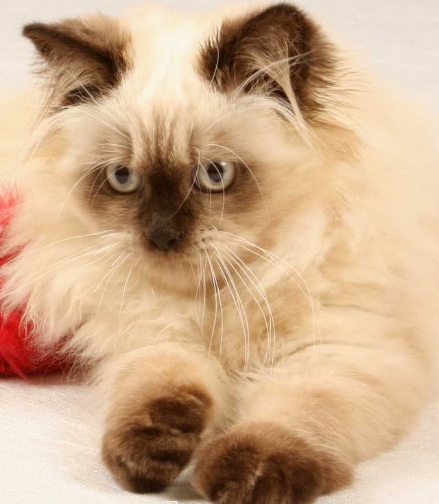 Himalayan