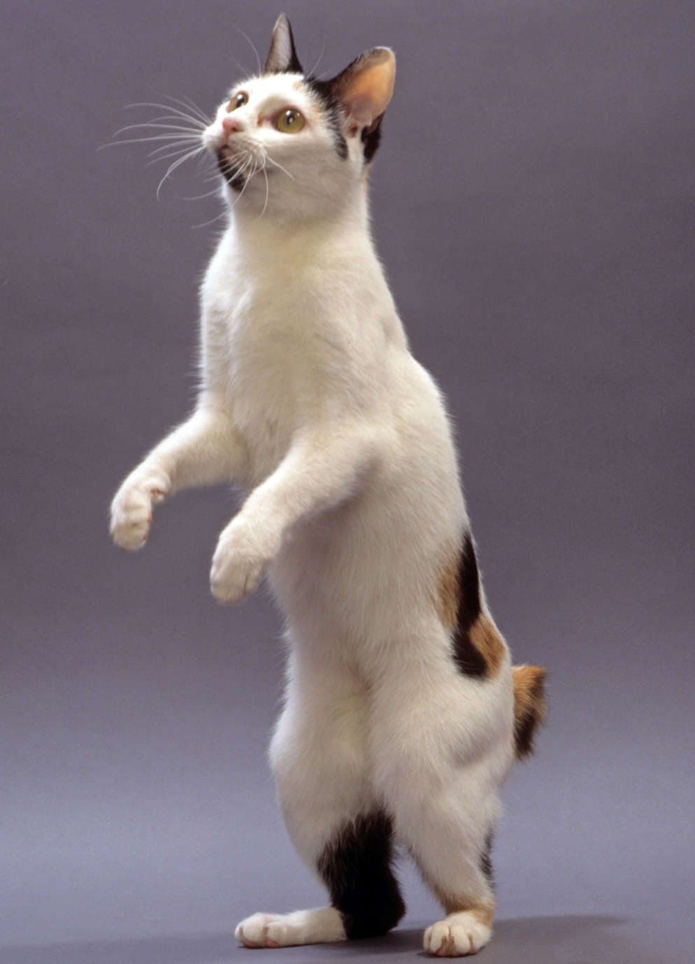 Japanese Bobtail