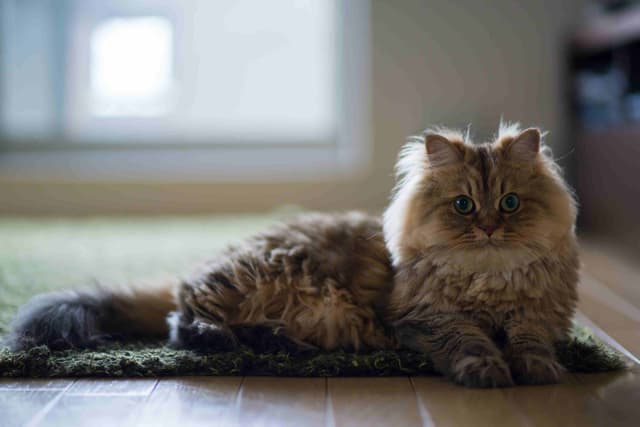 Persian