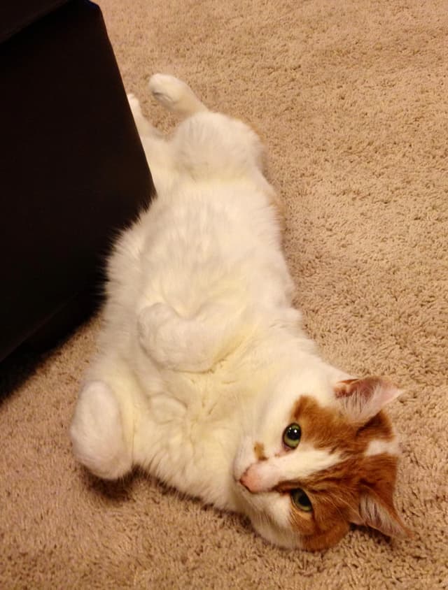 Japanese Bobtail
