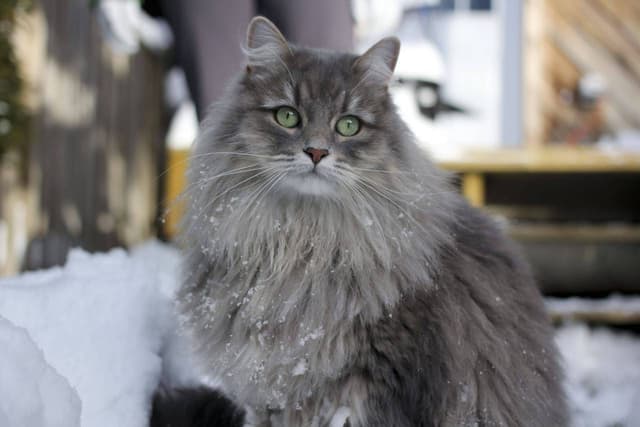 Siberian