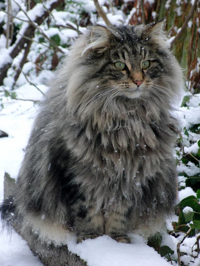 Norwegian Forest Cat