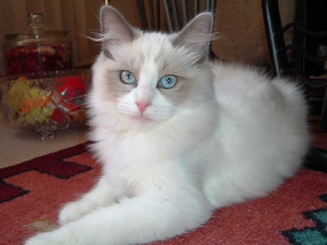 Ragdoll