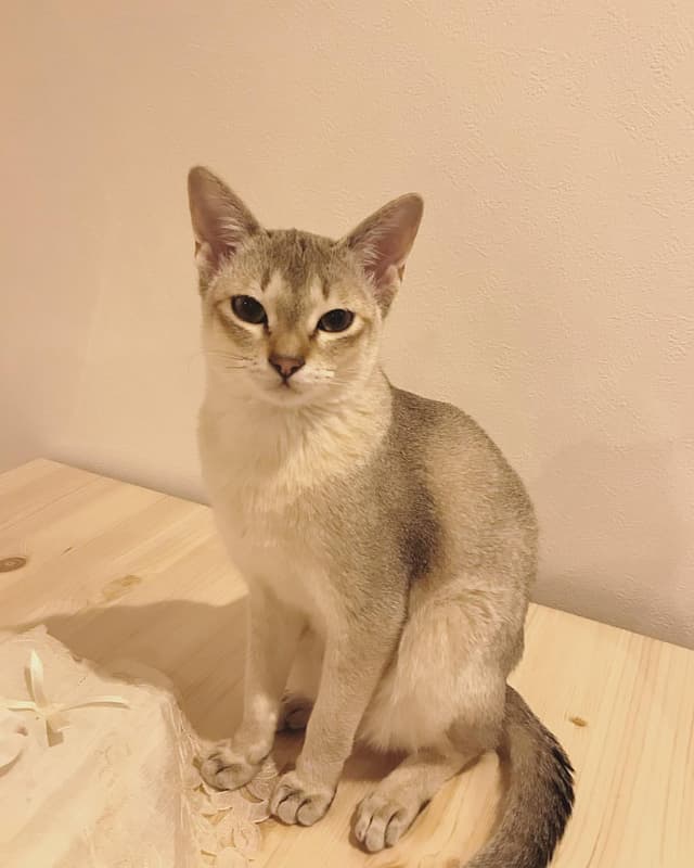 Singapura