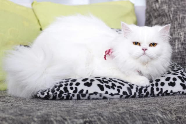 Persian