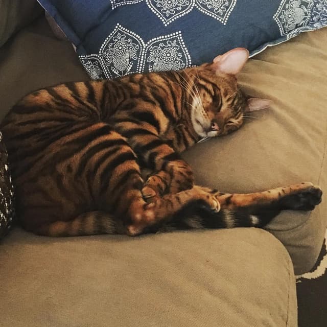 Toyger