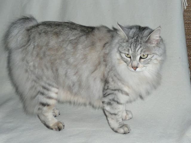 Manx